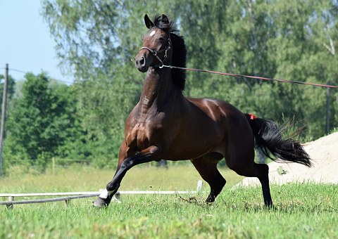 horse shying
