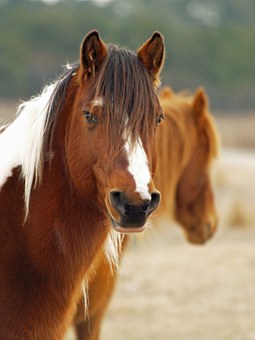 pony