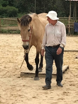 Horse walking without a rope